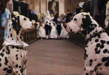perros famosos