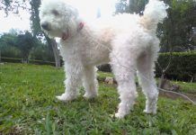 perro poodle