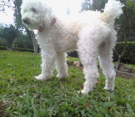 perro poodle