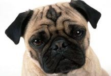 Perro carlino