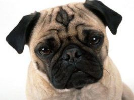 Perro carlino