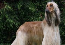 Perro afgano