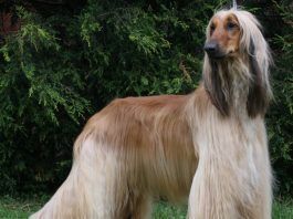 Perro afgano