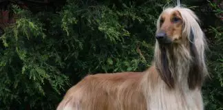 Perro afgano