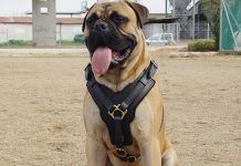 arnés para perros