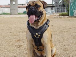 arnés para perros