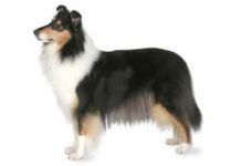 perros collie