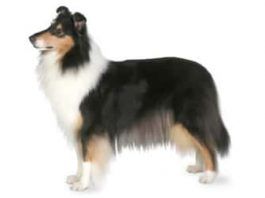 perros collie