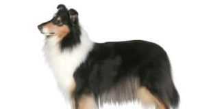 perros collie