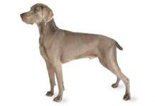 Perros weimaraner