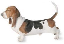perros basset hound