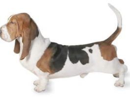 perros basset hound