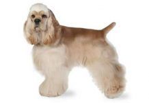 perros cocker spaniel