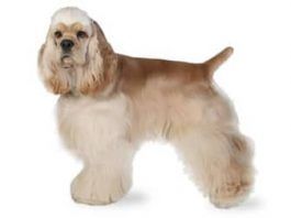 perros cocker spaniel