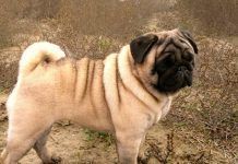 perros pug