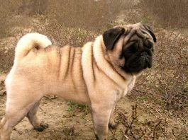perros pug