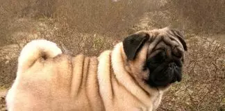perros pug