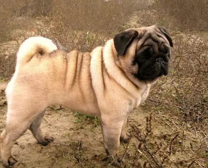 perros pug