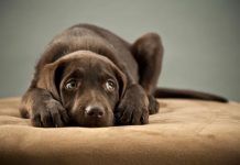 Adoptar un perro
