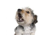 Ladridos de perros