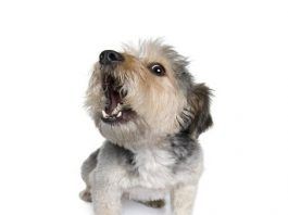 Ladridos de perros