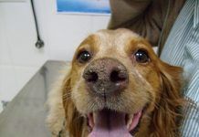 Leishmaniasis en perros
