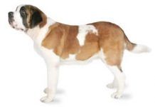 perro san bernardo