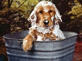 shampoo para perros
