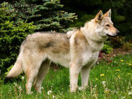 perro lobo checoslovaco