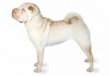perro sharpei