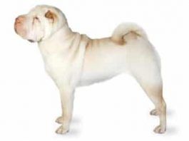 perro sharpei