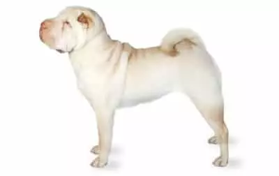 perro sharpei