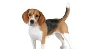 perros beagle