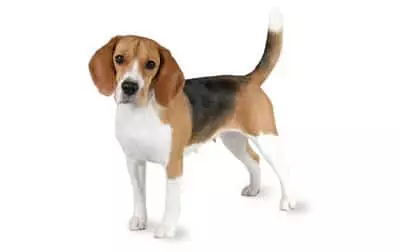 perros beagle