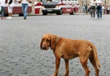 perros perdidos