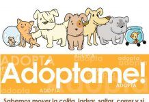 Adoptar perros