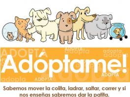 Adoptar perros