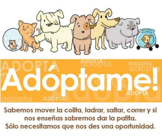 Adoptar perros