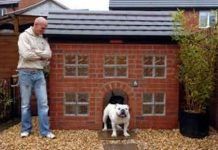 Casas Para Perros