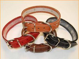 Collares para perros
