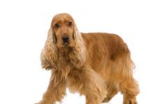 Perros Cocker