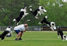 entrenamiento canino