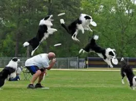 entrenamiento canino