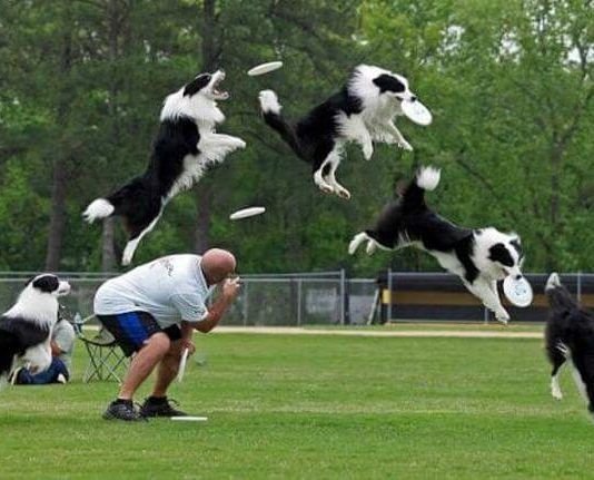 entrenamiento canino