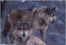 perro lobo checoslovaco