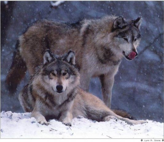 perro lobo checoslovaco