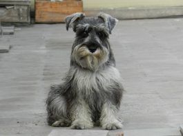 perros Schnauzer