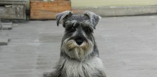 perros Schnauzer