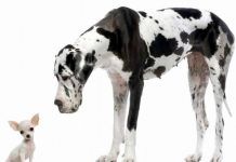 Las 4 Razas de Perros Grandes Mas Imponentes perros grandes