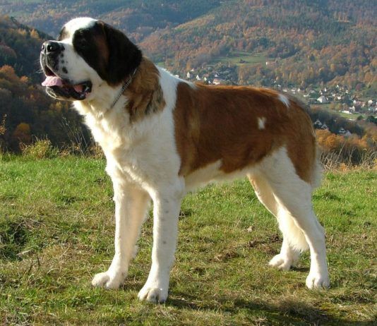 perro San Bernardo